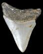 Juvenile Megalodon Tooth - North Carolina #56643-1